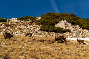 flock of chamois in the mountains