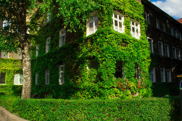 Fototapeta na wymiar Beautiful house with ivy. Background.