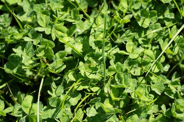pasture and grass growing on a regenerative agriculture farm