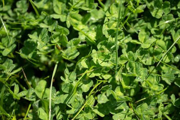 pasture and grass growing on a regenerative agriculture farm