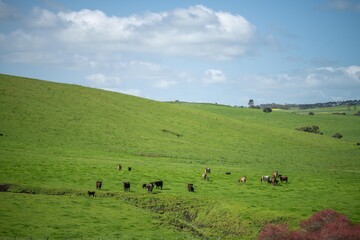 livestock on an agricultural farm on a ranch on pasture and grass