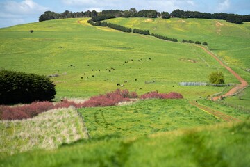 pasture and cows and livestock on a farm in America