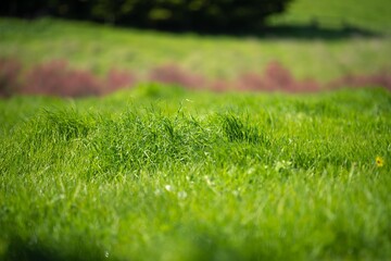 green pasture and capeweed grasses on a regnerative organic farm © Phoebe