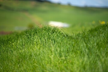 green pasture and capeweed grasses on a regnerative organic farm