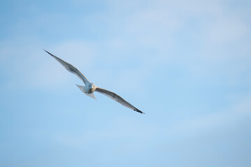 Closeup of seagull flying with bright blue sky