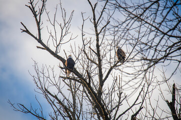Two American Bald Eagles sit perched in a tree - Powered by Adobe