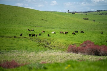 angus and wagyu stud cows and bulls on a farm
