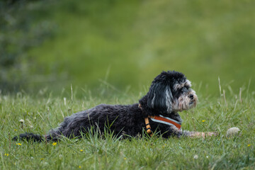 Miniature Schnauzer Dog