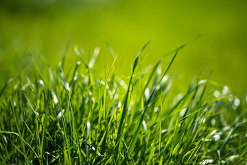 pasture and grass in a paddock on a regenerative organic flowers in a field