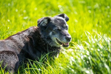 Naklejka premium sheep kelpie dogs on a ranch and farm in australia