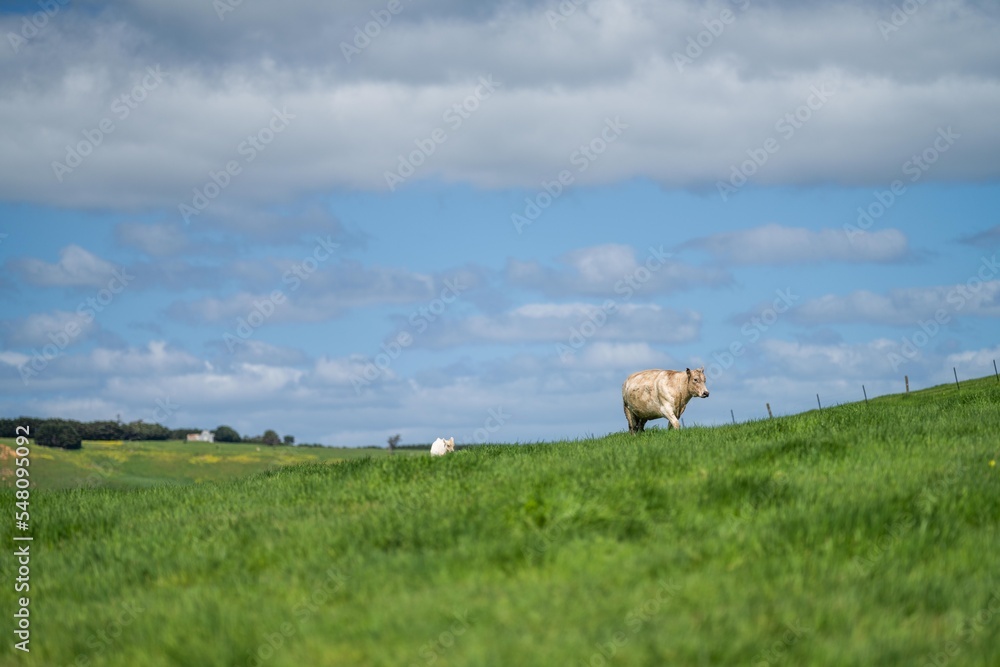 Wall mural pasture and grass in a paddock on a regenerative organic flowers in a field