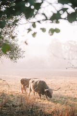 Fototapeta na wymiar cow on the farm