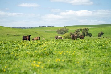 pasture and grass in a paddock on a regenerative organic flowers in a field