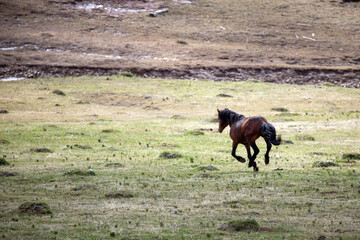 Wild horse - Blood Bay stallion running in Wyoming United States