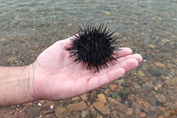 Black sea urchin on a man's palm against the background of the sea,close-up