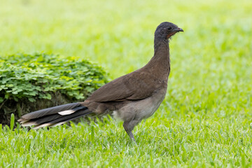 View of a Gray headed Chalalaca on a grass field