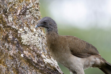 Close up view of a Gray headed Chalalaca