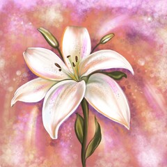 pink lily flower cartoon