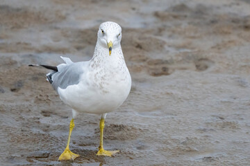 Ring-Billed Gull Looking Askance