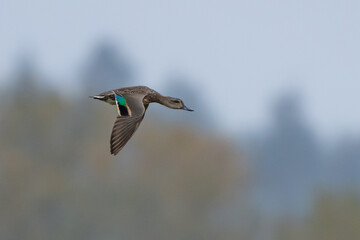 Beautiful Green-Winged Teal in Flight