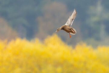 Mallard Hen Landing on a Refuge Pond in Fall