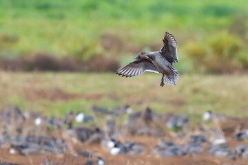 Pintail Hen Landing on a Refuge Pond in Fall