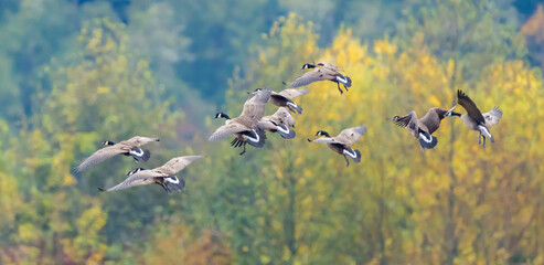Flock of Cackling Geese Landing in Nisqually National Wildlife Refuge