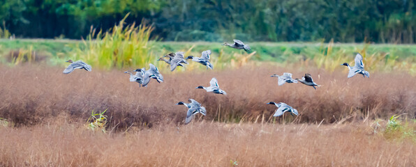 Flock of Beautiful Pintails Landing on a Refuge Pond in Fall