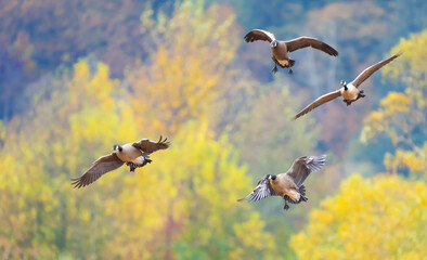 Flock of Cackling Geese Landing in Nisqually National Wildlife Refuge