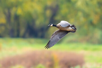 Cackling Goose Landing in Nisqually National Wildlife Refuge