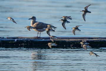 Flock of Dunlin Shorebirds Passing by Log Boom