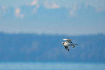 Short-Billed Gull in Flight With Olympic Mountain Background