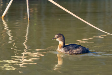 Pied-Billed Grebe Swims Among Reflected Cattails