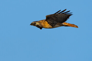 Red-Tailed Hawk Cruises Looking for a Meal