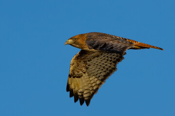 Red-Tailed Hawk Cruises Looking for a Meal