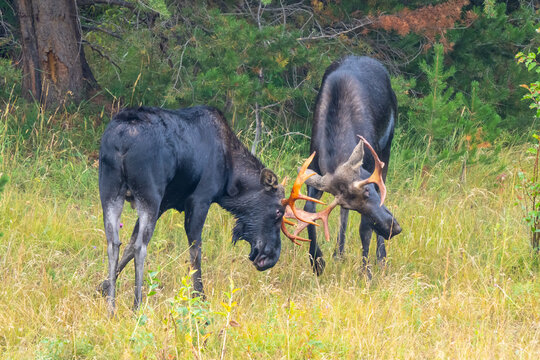 Two Bull Moose Lock Horns Over a Nearby Cow in Grand Teton National Park