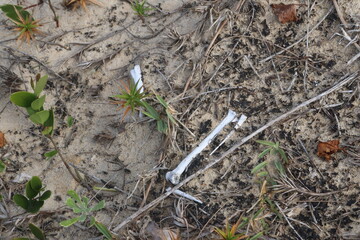 Ossadas e restos animais marinhos