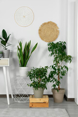 Stylish room interior with different beautiful houseplants