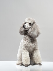 curly little poodle on a gray background. Portrait of a happy pet in the studio