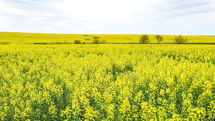 Campos amarillos de canola en flor