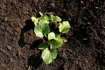Cucumber seedlings growing in field on sunny day, top view