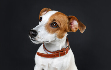 Adorable Jack Russell terrier with collar on black background