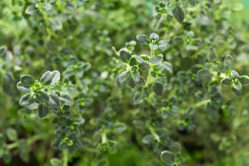 Obraz na płótnie Canvas Aromatic fresh green thyme as background, closeup
