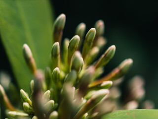 Naklejka na ściany i meble close up of a plant