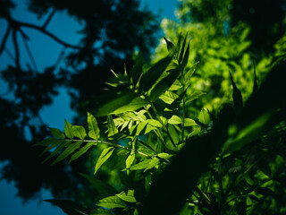 Tree leaves