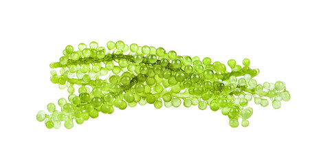 Sea grapes seaweed on transparent png