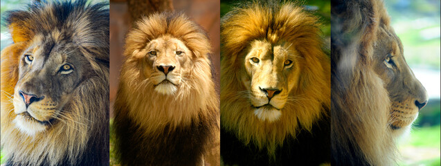 Lion King Portrait Montage 
