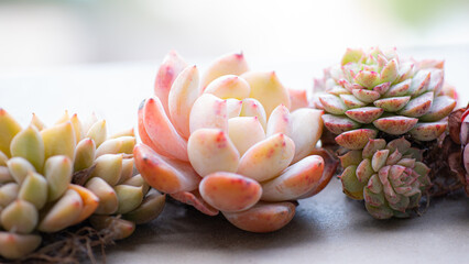 Succulent (Echeveria, crassula, aeonium, cotyledon, lithops, kalanchoe, caudex, etc)