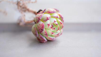 Succulent (Echeveria, crassula, aeonium, cotyledon, lithops, kalanchoe, caudex, etc)