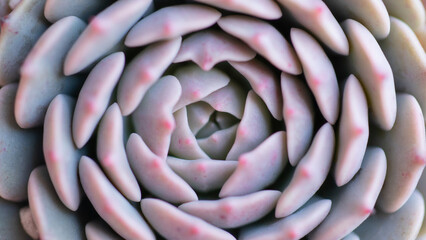 Succulent (Echeveria, crassula, aeonium, cotyledon, lithops, kalanchoe, caudex, etc)